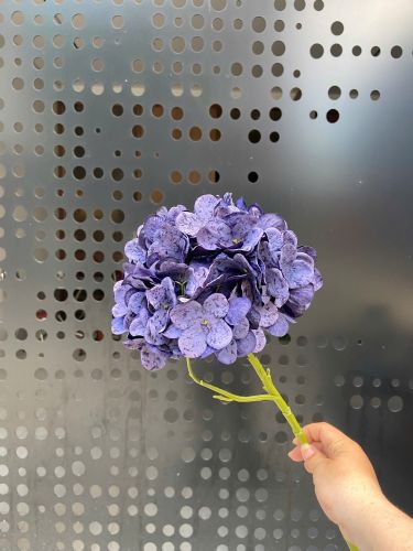 Purple hydrangea branch