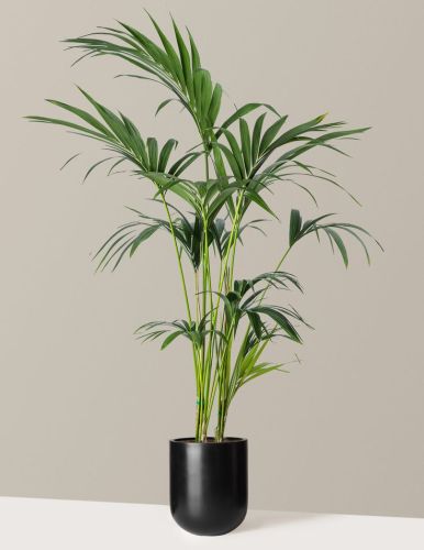 Areca Palm