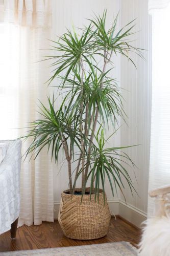 Red Dracaena