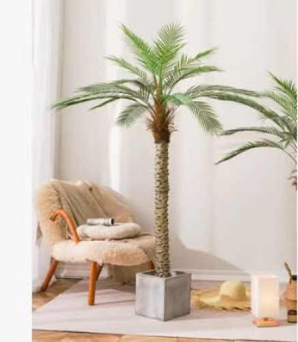 Ornamental coconut tree