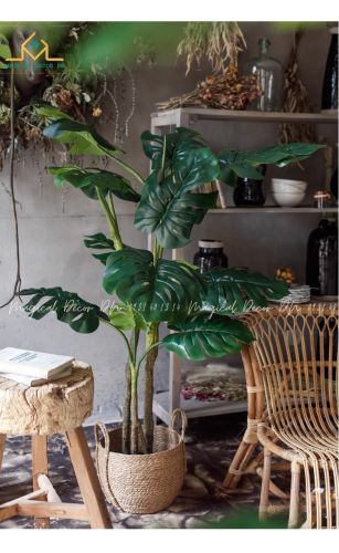 Monstera tree