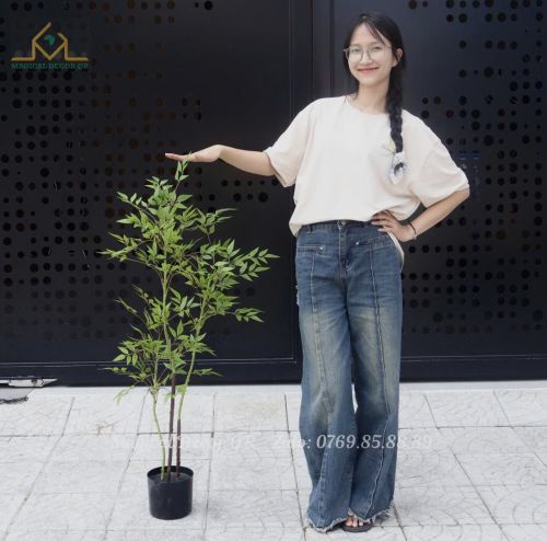 1m1 Indian Bamboo Tree