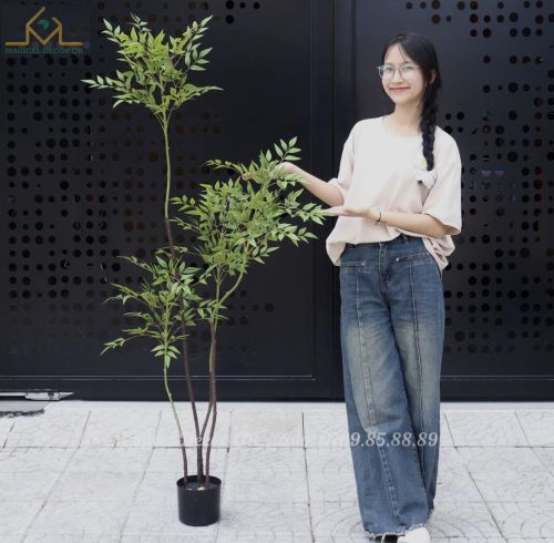 1m6 Indian Bamboo Tree