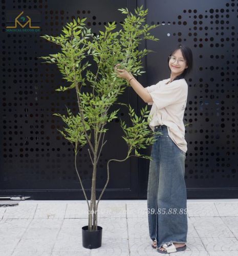 2m1 South Indian Bamboo Tree