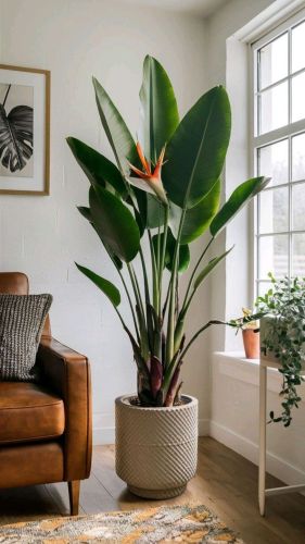 Bird of Paradise Tree