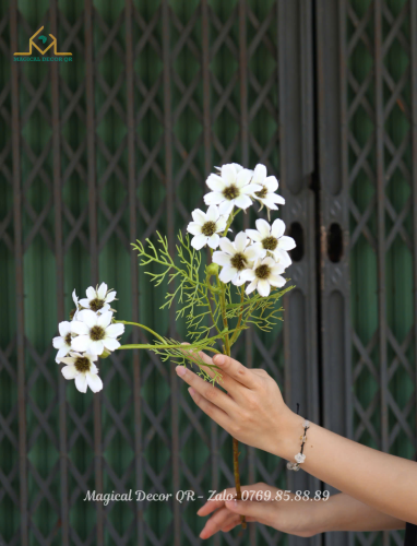 Mini white chrysanthemum branch