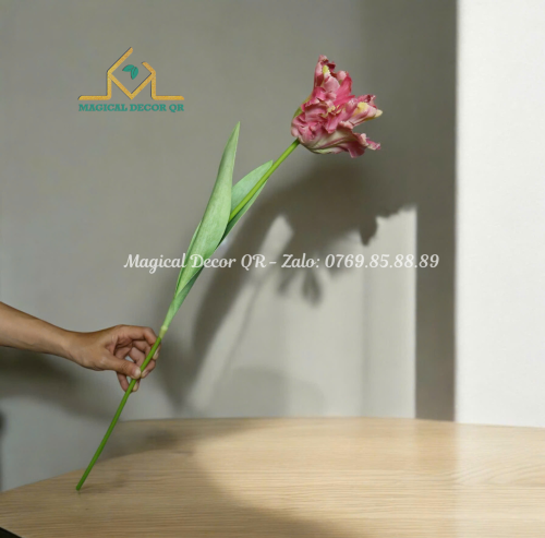 Large light pink tulip