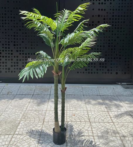 Ornamental Coconut Tree