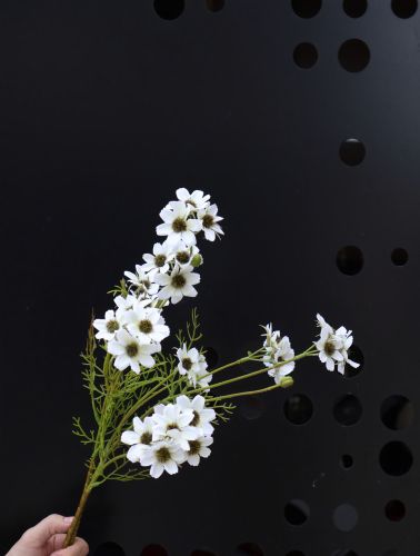 Mini white chrysanthemum